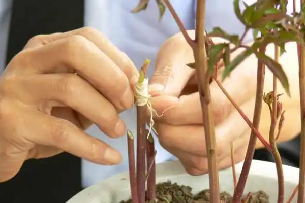 牡丹什么时候嫁接，不同嫁接方法对应的时间有区别