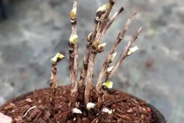 牡丹什么时候嫁接，不同嫁接方法对应的时间有区别