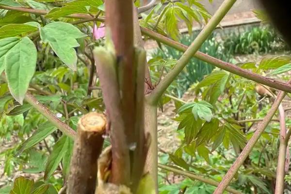 牡丹什么时候嫁接，不同嫁接方法对应的时间有区别