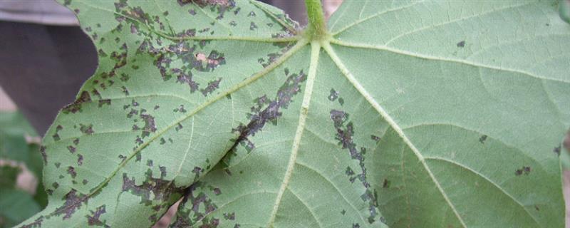 棉花性角斑病如何防治，可农业防治也可化学防治