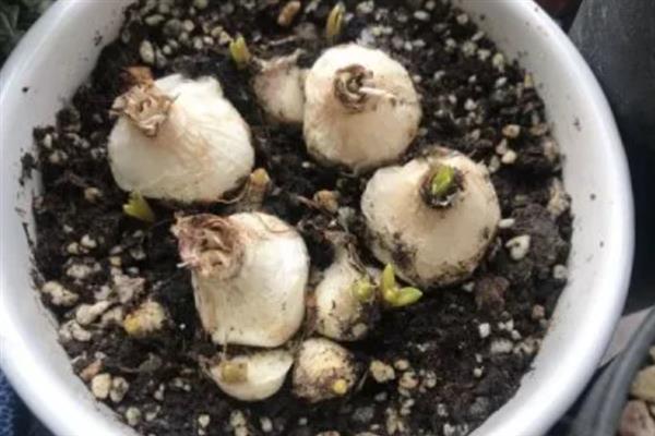 风信子种球怎么种植，可以通过水培和土培的方法进行
