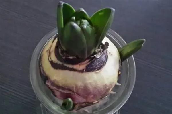 风信子种球怎么种植，可以通过水培和土培的方法进行