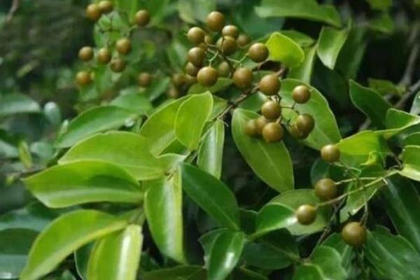 马钱轮纹褐斑病怎么防治，发病初期可喷施苯菌灵等药物
