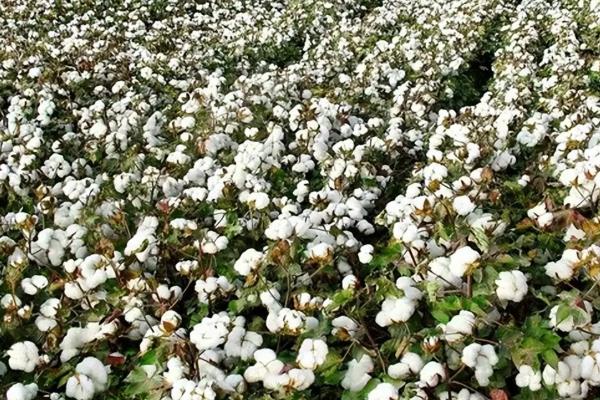 我国农业生产方式存在什么矛盾，主要是农业生产方法矛盾、农业发展矛盾