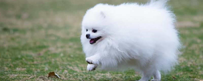 博美犬有什么特点，贪吃、聪明友爱、好奇心重均是它的特征