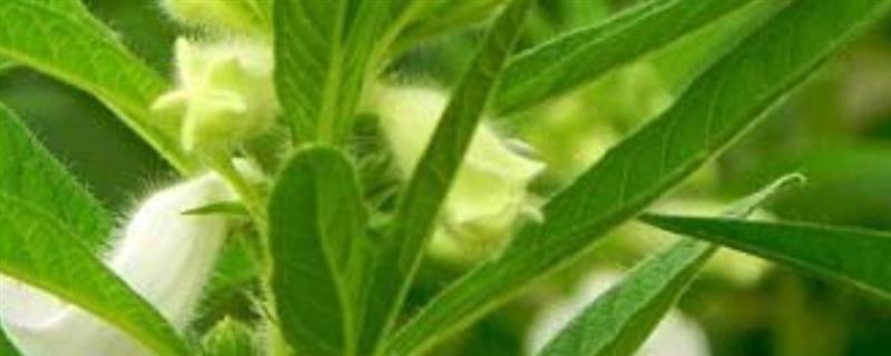 芝麻结蒴期如何管理，盛花后期适时打顶