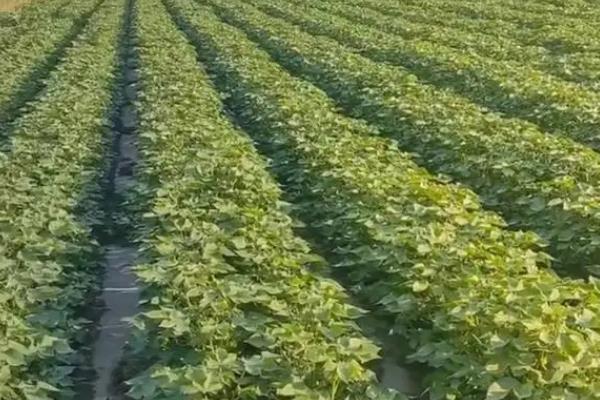 棉花性角斑病如何防治，可农业防治也可化学防治