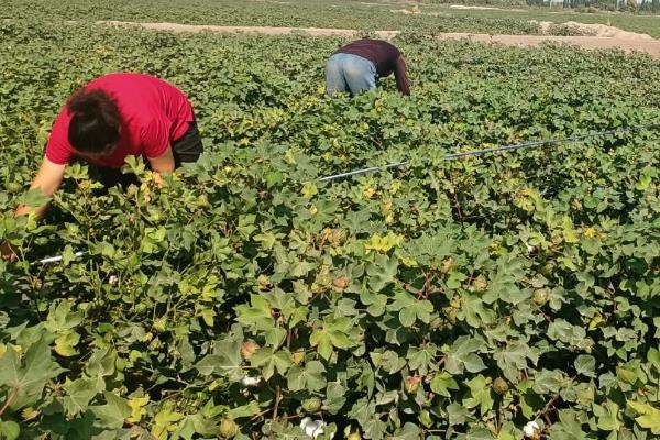 棉花性角斑病如何防治，可农业防治也可化学防治
