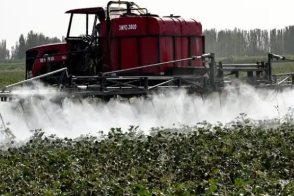 棉花性角斑病如何防治，可农业防治也可化学防治