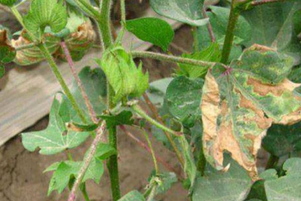 棉花性角斑病如何防治，可农业防治也可化学防治