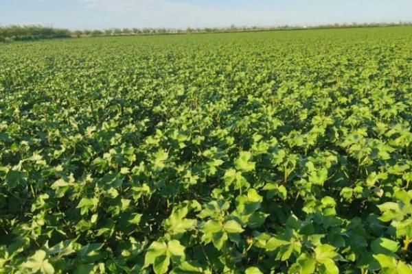 棉花性角斑病如何防治，可农业防治也可化学防治