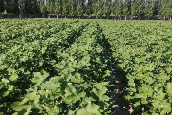 棉花性角斑病如何防治，可农业防治也可化学防治