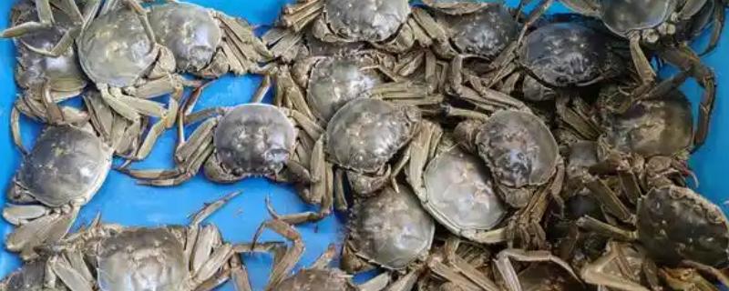 大闸蟹如何选购,可以根据蟹壳、产地等辨别