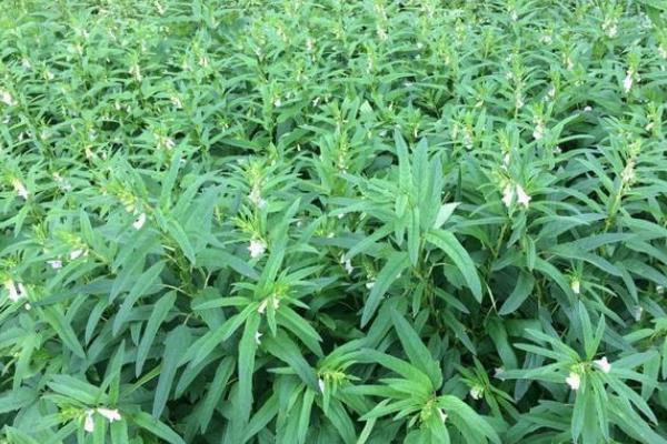 芝麻结蒴期如何管理，盛花后期适时打顶