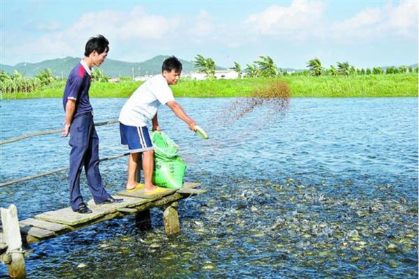 青虾如何养殖，先将池塘清塘消毒