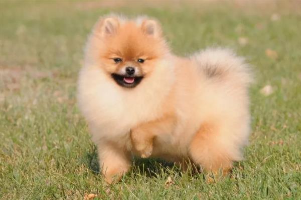 博美犬有什么特点，贪吃、聪明友爱、好奇心重均是它的特征