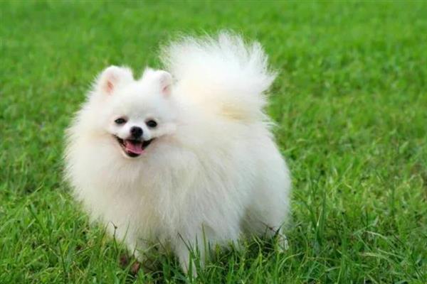 博美犬有什么特点，贪吃、聪明友爱、好奇心重均是它的特征