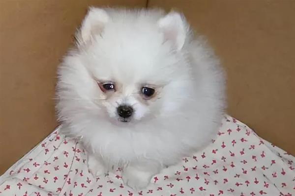 博美犬有什么特点，贪吃、聪明友爱、好奇心重均是它的特征