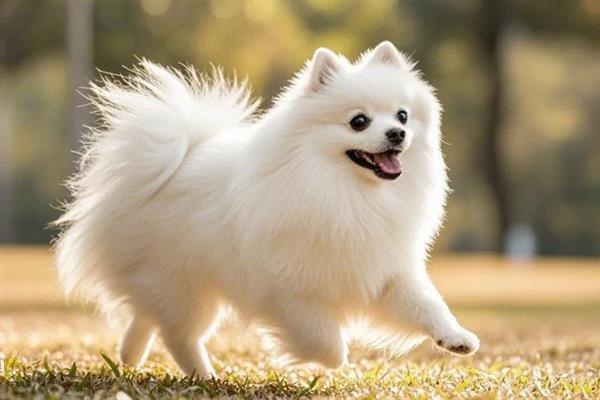 博美犬有什么特点，贪吃、聪明友爱、好奇心重均是它的特征
