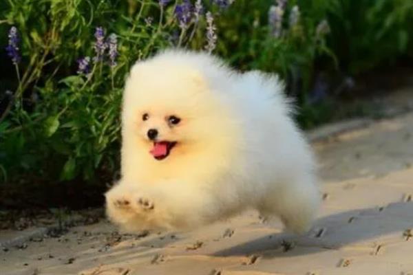 博美犬有什么特点，贪吃、聪明友爱、好奇心重均是它的特征