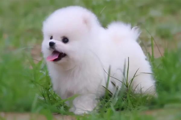 博美犬有什么特点，贪吃、聪明友爱、好奇心重均是它的特征