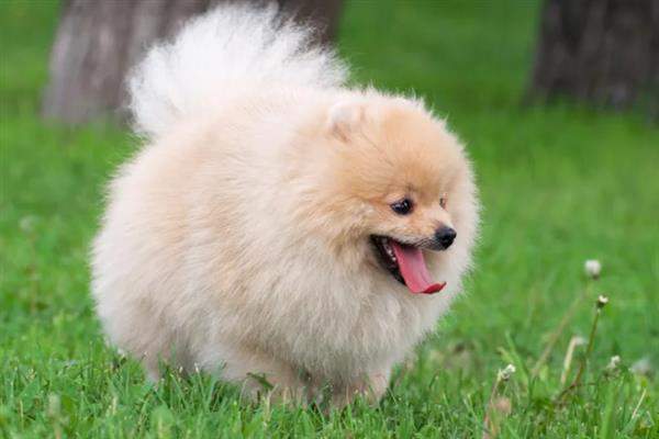 博美犬有什么特点，贪吃、聪明友爱、好奇心重均是它的特征