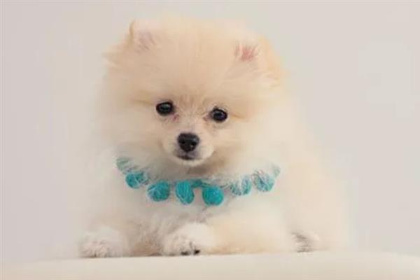 博美犬有什么特点，贪吃、聪明友爱、好奇心重均是它的特征