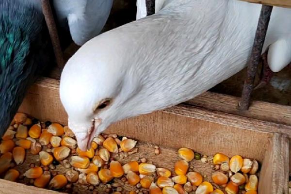鸽棚怎么搭建，一定要确保鸽棚内光线充足