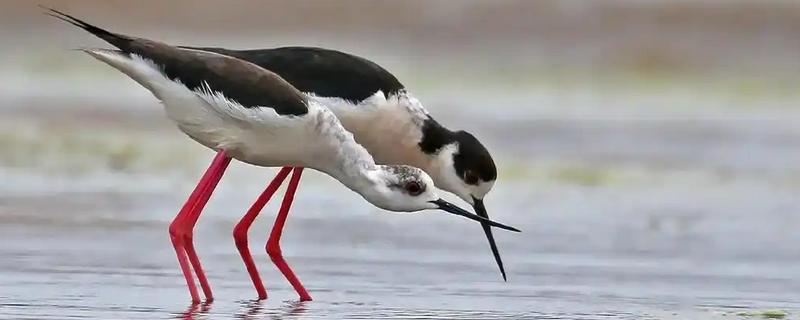 留鸟和候鸟有什么区别,栖息环境、飞行能力、导航能力均不同