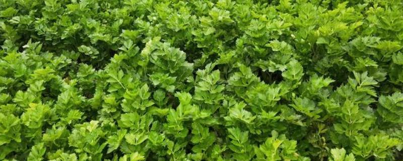 为什么不能对芹菜使用尿素，会导致植株老化产生苦味