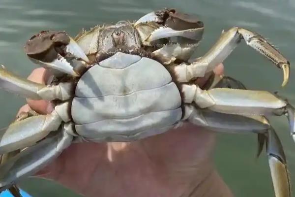 大闸蟹如何选购,可以根据蟹壳、产地等辨别