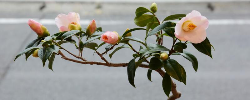 茶花烂根不换盆可以补救吗，及时翻盆还有救治的希望