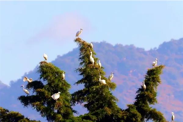 留鸟和候鸟有什么区别,栖息环境、飞行能力、导航能力均不同