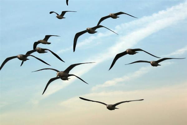 留鸟和候鸟有什么区别,栖息环境、飞行能力、导航能力均不同
