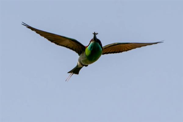 留鸟和候鸟有什么区别,栖息环境、飞行能力、导航能力均不同