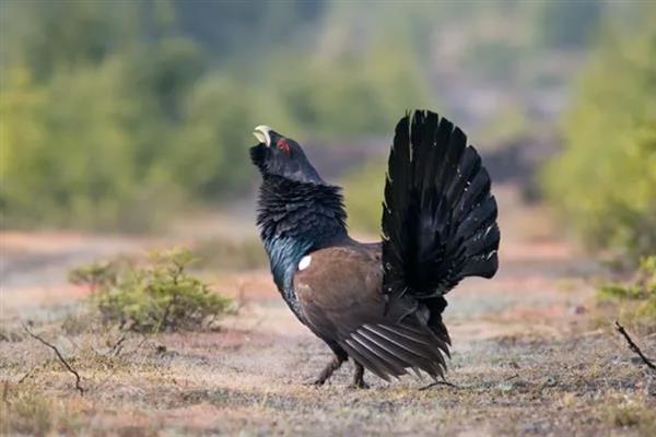 留鸟和候鸟有什么区别,栖息环境、飞行能力、导航能力均不同