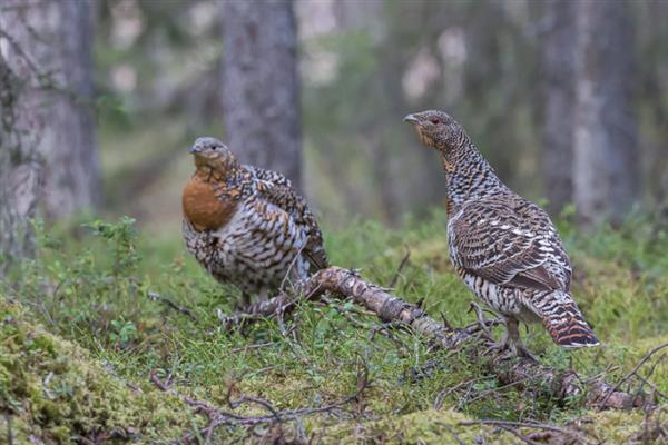 留鸟和候鸟有什么区别,栖息环境、飞行能力、导航能力均不同