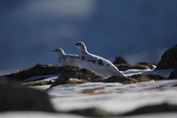 留鸟和候鸟有什么区别,栖息环境、飞行能力、导航能力均不同