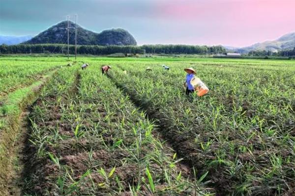 种姜对土地的要求，适合使用疏松、排水良好的土壤