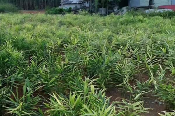 种姜对土地的要求，适合使用疏松、排水良好的土壤