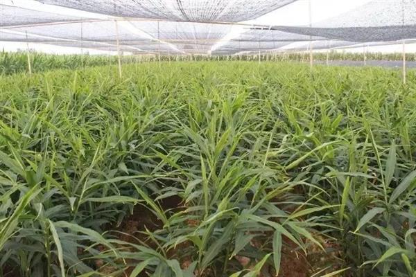种姜对土地的要求，适合使用疏松、排水良好的土壤