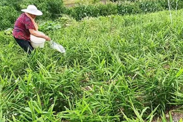 种姜对土地的要求，适合使用疏松、排水良好的土壤