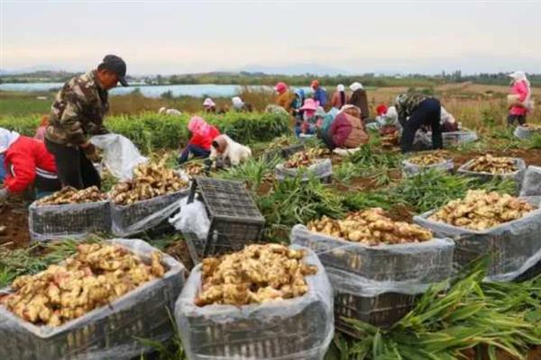 种姜对土地的要求，适合使用疏松、排水良好的土壤
