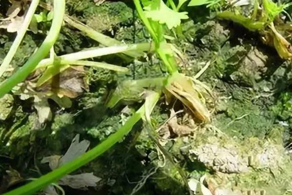为什么不能对芹菜使用尿素，会导致植株老化产生苦味