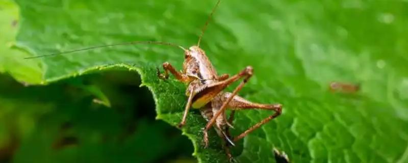 捕捉蟋蟀的方法，以下3种方式可供选择