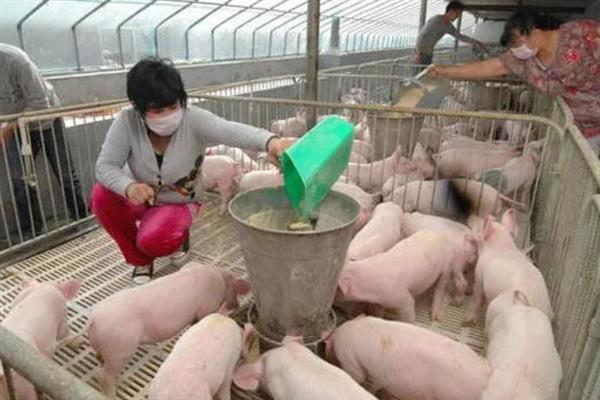 养殖场氨气太重怎么解决，首先要加强通风