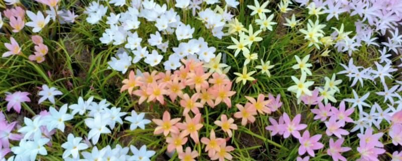 风雨兰的寓意，寓意着释放精彩