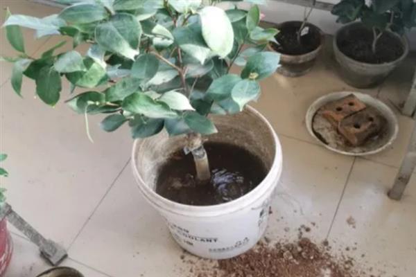 茶花烂根不换盆可以补救吗，及时翻盆还有救治的希望