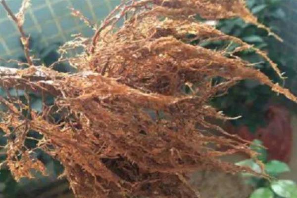 茶花烂根不换盆可以补救吗，及时翻盆还有救治的希望