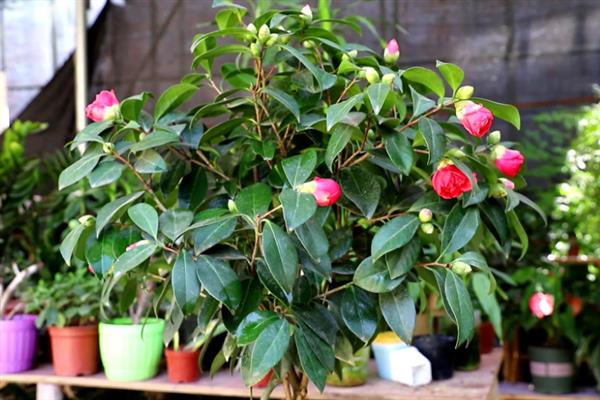 茶花烂根不换盆可以补救吗，及时翻盆还有救治的希望